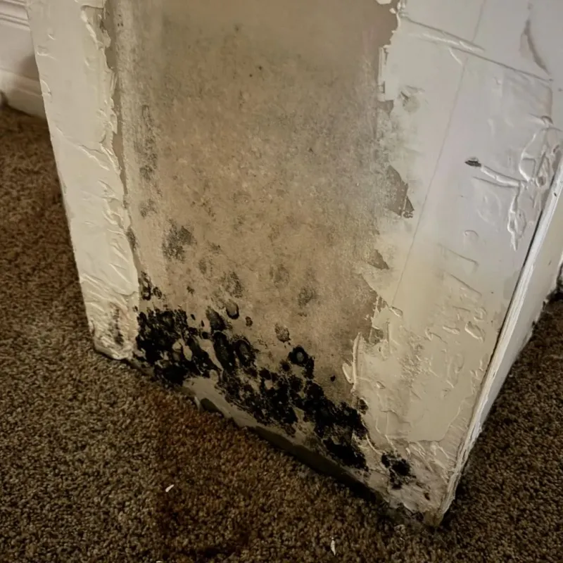 Professional Mold Removal in Andalusia, IL
